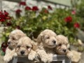 maltipoo-kucici-small-4