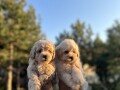 maltipoo-kucici-small-1