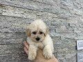 maltipoo-kucici-small-0