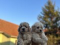 maltipoo-kucici-small-3