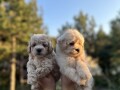 maltipoo-kucici-small-2