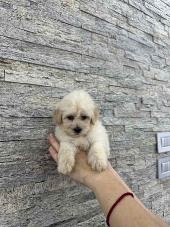 maltipoo-kucici-big-0