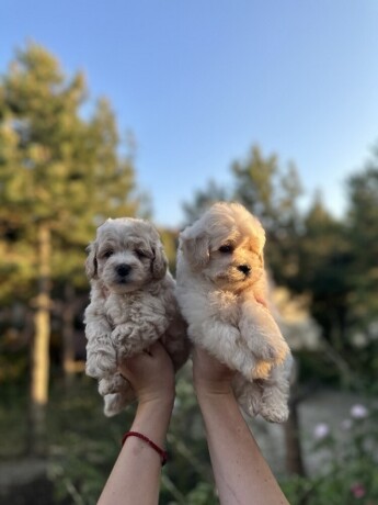 maltipoo-kucici-big-2