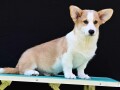 velski-korgiwelsh-corgi-pembroke-small-1