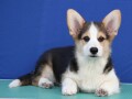 velski-korgiwelsh-corgi-pembroke-small-4