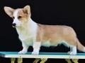 velski-korgiwelsh-corgi-pembroke-small-0