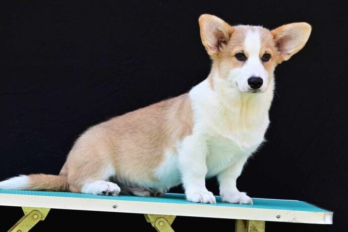 velski-korgiwelsh-corgi-pembroke-big-1