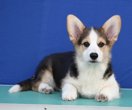 velski-korgiwelsh-corgi-pembroke-big-4