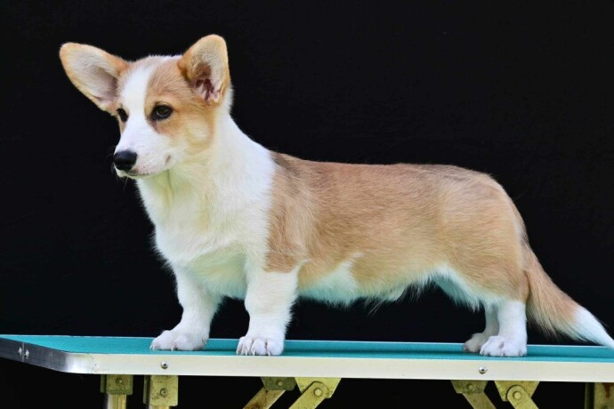 velski-korgiwelsh-corgi-pembroke-big-0