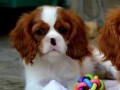 cavalier-king-charles-spaniel-blenheim-small-2