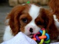 cavalier-king-charles-spaniel-blenheim-small-3