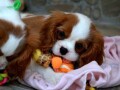 cavalier-king-charles-spaniel-blenheim-small-1