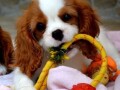 cavalier-king-charles-spaniel-blenheim-small-0