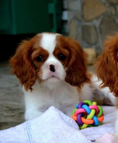 cavalier-king-charles-spaniel-blenheim-big-2