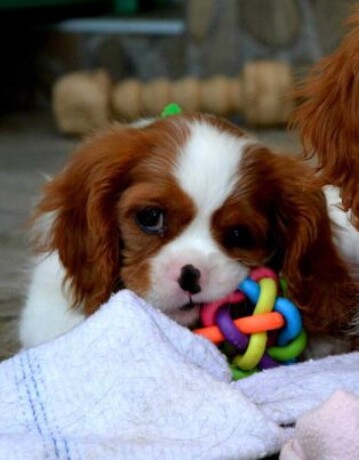 cavalier-king-charles-spaniel-blenheim-big-3