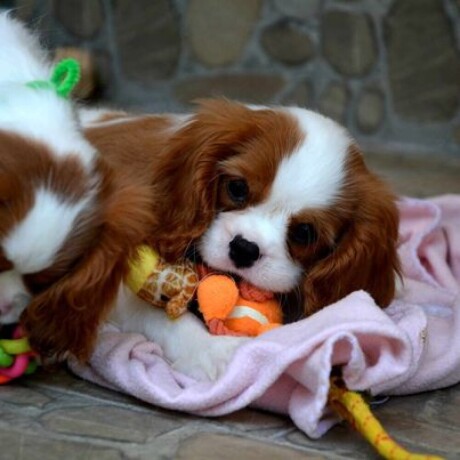 cavalier-king-charles-spaniel-blenheim-big-1