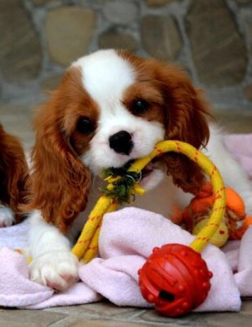 cavalier-king-charles-spaniel-blenheim-big-0