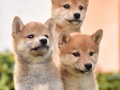 shiba-inu-stenci-small-3