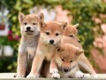 shiba-inu-stenci-small-4