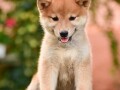 shiba-inu-stenci-small-0