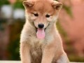 shiba-inu-stenci-small-1