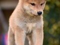 shiba-inu-stenci-small-2