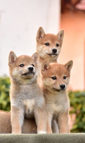 shiba-inu-stenci-big-3