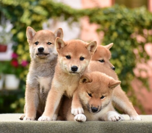 shiba-inu-stenci-big-4