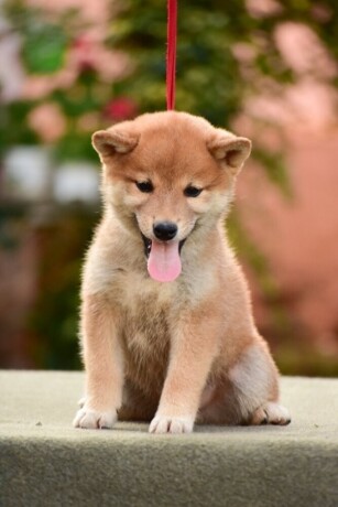 shiba-inu-stenci-big-1