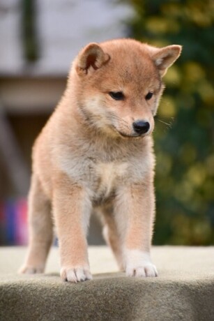 shiba-inu-stenci-big-2