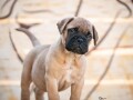 home-of-guardians-bullmastiff-kennel-small-0