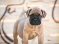 home-of-guardians-bullmastiff-kennel-small-1