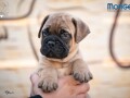 home-of-guardians-bullmastiff-kennel-small-4