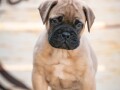 home-of-guardians-bullmastiff-kennel-small-2