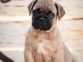 home-of-guardians-bullmastiff-kennel-small-3