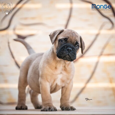 home-of-guardians-bullmastiff-kennel-big-0