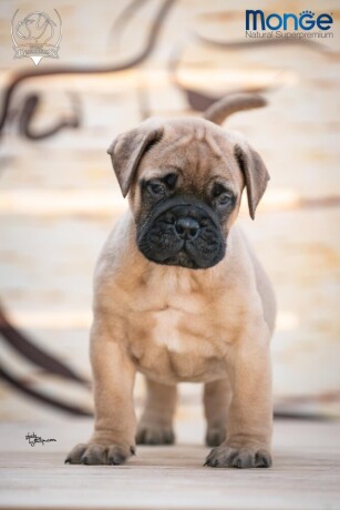 home-of-guardians-bullmastiff-kennel-big-2