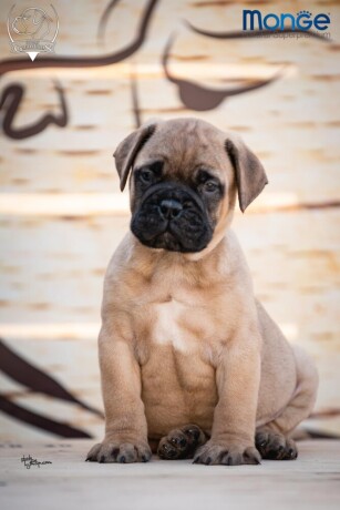 home-of-guardians-bullmastiff-kennel-big-3