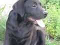 labrador-stene-small-2