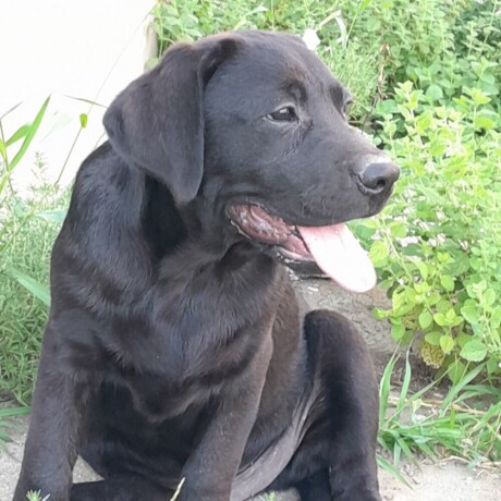 labrador-stene-big-2