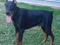 doberman-stenci-vrhunskih-krvnih-linija-small-1