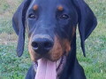 doberman-stenci-vrhunskih-krvnih-linija-small-4