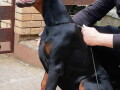 doberman-stenci-vrhunskih-krvnih-linija-small-3