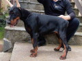 doberman-stenci-vrhunskih-krvnih-linija-small-2