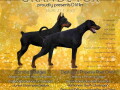 doberman-stenci-vrhunskih-krvnih-linija-small-0