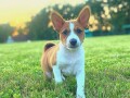 top-stenci-basenji-small-2