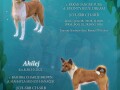 top-stenci-basenji-small-0