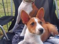 top-stenci-basenji-small-1