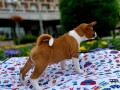 top-stenci-basenji-small-3