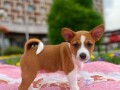 top-stenci-basenji-small-4